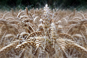 Mill Wheel Systems Grain Image